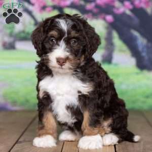 sara, Mini Bernedoodle Puppy